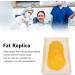 Human Fat Model Human Fat Replica 1 Lb Human Adipose Tissue Demonstration Model for Curriculum and Student Exercises - Buy Online on GoSupps.com