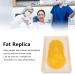 Fat Replica Human Fatty Tissue Model Mellow Demonstration Plastic Smooth for Clinics - Buy Online on GoSupps.com