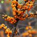 100% Sea Buckthorn Dried Berries 80G/2.82oz fruits d'Argousier sauvages naturels crus sans additifs yaourts smoothies snacks - Buy Online on GoSupps.com