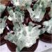 Natural Green Ghost Phantom Quartz Specimen +Wood Stand Room Decoration Stone Mineral Specimen - Buy Online on GoSupps.com