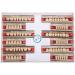 Professional Polished Synthetic Resin Tooth Model for Flawless Cleaning - Ideal for Learning and Study - Buy Online on GoSupps.com