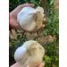 Organic Elephant Garlic Seeds - 2 Fresh Bulbs for Planting, Eating and Cooking | Non-GMO from Brand Bulbs | Sold by Efective Trade LLC - Buy Online on GoSupps.com