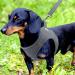 Joyal Dog Harness | Reflective Soft Padded Dog Harness for Small & Medium Dogs | Air-Mesh Breathable Design | Gray (M: 42-47cm) - Buy Online on GoSupps.com