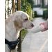 PETKIT Dog Water Bottle with Filter - Leak Proof Portable Water Bowl for Walking, Hiking, Travel - Outdoor Pet Dispenser Bottle 14oz (WHITE) - Buy Online on GoSupps.com