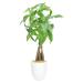 Costa Farms Money Tree Pachira, Medium Ships in Premium Ceramic Planter, 16-Inches Tall, Gift Medium Money Tree Planter