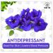 Organic Blue Butterfly Pea Flower Tea - Natural Colorant for Food & Beverages | 150 Cups | GMO & Gluten Free | Farm Packed in Recyclable PET Jar - Buy Online on GoSupps.com