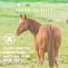 Espree Aloe Herbal Fly Repellent Horse Spray 32 oz - Natural Insect Repellent for Horses - Buy Online on GoSupps.com
