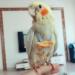 Buy Colorful Parrot Diapers - Washable Flight Clothes for Birds | Cute Fruit & Flower Patterns for Pigeons & Pets - Buy Online on GoSupps.com