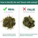 FullChea Milk Oolong Tea - Taiwan High Mountain Jin Xuan Oolong - Milky & Silky Aroma - Health Tea - 4oz/113g - Buy Online on GoSupps.com