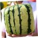 OSALADI Fruit Pumpkin Tools Watermelon Forming Molds Gardening Supplies Vegetable Stereotypes Moss 15x15cm Transparent - Buy Online on GoSupps.com
