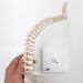 3B Scientific A18/21 Mini Human Spinal Column Model "Flexible" on Base 17.3-Inch Height - Buy Online on GoSupps.com