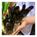 Natural Black Quartz Crystal Cluster Natural ore Sample Stone Crystal for Home Decoration Collection and gi Household yuebang 1.8-2kg Black
