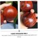 Frcolor 4-Piece Solid Wood Massage Ball Set - Leg & Foot Massage Device for Muscle Relief & Fasciitis Mahogany Fitness Balls - Buy Online on GoSupps.com