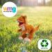 Deluxe Paws Plush Eco Toy 100% Recycled - Tyrannosaurus Rex | Soft & Cuddly - Buy Online on GoSupps.com