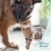 Natural Worm Herb Liquid Drops for Pets | 50ml Worm Cure for Dogs & Cats | Safe & Effective Anthelmintic Solution - Buy Online on GoSupps.com