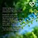Quercetin & Bromelain Supplement | Powerful Antioxidant | 1000mg Quercetin & 500 GDU Bromelain | 60 Capsules - 30 Servings | Love Life Supplements - Buy Online on GoSupps.com