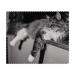 Azeeda 2 x 'Relaxed Cat' Microfiber Lens / Glasses Cleaning Cloths (LC00002425)