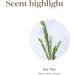 Buy Young Living Tea Tree Essential Oil 5ml - Purify & Revitalize Skin Hair & Nails - Fast International Shipping - Buy Online on GoSupps.com