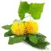 SILIMAX 450 mg - 120 Capsules with Birch Horsetail & Dandelion | Premium Herbal Supplement | International Shipping Available - Buy Online on GoSupps.com
