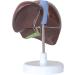 Anatomical Model of The Human Liver in Life Size 1.5-Fold Enlargement Bile Duct Model Hepatobiliary Gallbladder Model Demonstration of Teaching Aids - Buy Online on GoSupps.com
