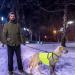 Fluorescent Orange Reflective Safety Vest for Dogs - Adjustable Warning Vest with Velcro Fastener | M Size - Enhance Night Safety - Buy Online on GoSupps.com