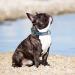 Didog Customizable Soft Padded Leather Dog Collar with Engraved Name Tag - Ideal for Small & Medium Dogs - XXL Blue (50-60 cm) - Buy Online on GoSupps.com