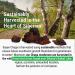 Sayan Siberian Raw Ground Chaga Powder 1 Lbs (16 oz) | Wild Forest Mushroom Tea | Powerful Adaptogen Antioxidant Supplement | 454 g (Pack of 1) - Buy Online on GoSupps.com