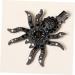 FRCOLOR Spider Hairpin Rhinestone Bobby Pins Hair Barrettes Hair Clip Spider Web Hairpins Hair Rhinestone Spider Clips for Hair Rhinestone Spider Barrette Halloween Spider Hair Accessory - Buy Online on GoSupps.com
