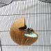 Violotoris Hanging Coconut Shell Bird Nest House Bed Natural Random Color Cushion Birdhouse Bird Hut Breeding Place Toy For Bird - Buy Online on GoSupps.com