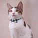 Dynmeow Plaid Pattern Cat and Dog Collar with Bowtie - Adjustable, Comfortable Boy or Girl Gift - XX-Small, Black - Buy Online on GoSupps.com