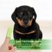 Balacoo Pet Dog Toothbrush- 1 Set Pet Double- Head Toothbrush Cat and Dog Handle Toothbrushes Toothpaste for Dogs Cats and Most Pet - Buy Online on GoSupps.com