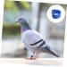 BESPORTBLE 300 Pcs Meat Pigeon Anklet Chicks Identify Clip Ring Chicken Leash Bird Ankle Ring Parrot Plastic 1.3X1.3CMx3pcs Dark Bluex3pcs - Buy Online on GoSupps.com