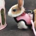 Adjustable Rabbit Dishes - 2 Pack with Leash for Small Animals & Kittens | Best Pet Supplies for Rabbits - Buy Online on GoSupps.com