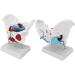 Female Pelvis Anatomy Model for Midwifery - Perfect for Teaching & Bladder Control Demonstration - Buy Online on GoSupps.com