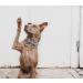 Dogwong Adjustable Dog Collar with Removable Fly Gray | Comfortable Pet Collar for Small & Medium Dogs | Perfect Gift for Girls - Pack of 1 - Buy Online on GoSupps.com