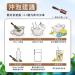 Taiwan unique tea Sijichun Songboling 150g*4 - Buy Online on GoSupps.com