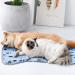 Comsmart Warm Paw Print Blanket/Bed Cover for Dogs and Cats | 6 Pack, 24x28 Inches, Multi-colored - Buy Online on GoSupps.com