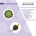 JUVAMINE - Artichoke and Black Radish - Liver Wellness - Contributes to the proper functioning of the Digestive and Hepatic System - 50 Capsules of plant origin - 25 days program - Buy Online on GoSupps.com