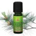 Buy 10ml Wildcrafted Organic Pine Stone Pine Essential Oil | Pure & Natural | International Shipping Available - Buy Online on GoSupps.com