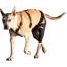 Walkabout Double Knee Brace + Chest Halter Combo Treat CCL and Other Canine Joint Injuries with this Vet-Recommended Compression Brace Built for Immediate Support and Rapid Relief Best Used for Pre/Post Operative Rehabilitation or as an Alternative To Cos - Buy Online on GoSupps.com