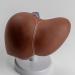 Liver Model Shows of Lobes Ligaments Gallbladder Life Size Liver Model for Hospital - Buy Online on GoSupps.com