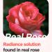 ISNTREE Real Rose Calming Face Mask - 60% Damask Rose Water Hyaluronic Acid & Amino Acids | Soothing & Moisturizing Korean Skincare 3.38 fl. oz - Buy Online on GoSupps.com