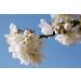 L'Occitane Cherry Blossom Shower Gel - 8.4 fl. oz | Nourishing & Comforting - Buy Online on GoSupps.com