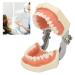 Buy Dental Typodont Teeth Model - 28 Teeth Soft Gums Upper Jaw Cyst Teaching Model for Incision Practice - International Shipping Available - Buy Online on GoSupps.com