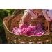 100% Pure Bulgarian Rose Water - 500ml | Natural Skincare & Hydration - Buy Online on GoSupps.com