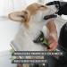 Reavet Dog & Cat Brush - Underwool & Top Hair Care for Long-Haired Breeds (Size M-L) | Massage Effect & Fur Protection - Buy Online on GoSupps.com