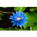 Buy Blue Lotus Essential Oil 100% Pure - Natural 10ml | Premium Aromatherapy for International Shipping - Buy Online on GoSupps.com