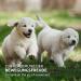 AniForte Junior Active for Puppies and Young Dogs 250g - for Bones Tendons Ligaments Teeth Development Calcium Supplement Vitamins and Minerals for Puppies - Buy Online on GoSupps.com