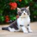 Tagme 2 Pack Yellow Cat Collars with Safety Clasp & Bell - Personalized with Name & Phone Number | Adjustable 15-20 cm for Kittens - Buy Online on GoSupps.com