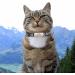 Personalized Reflective Cat Collars - 2 Pack Custom Breakaway with Name Shield & Bell | Anti-Loss Tag for Cats (20-28 cm) - Senristar - Buy Online on GoSupps.com